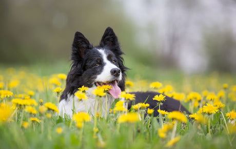 A black and white collie lays in the spring grass amongst yellow dandelions