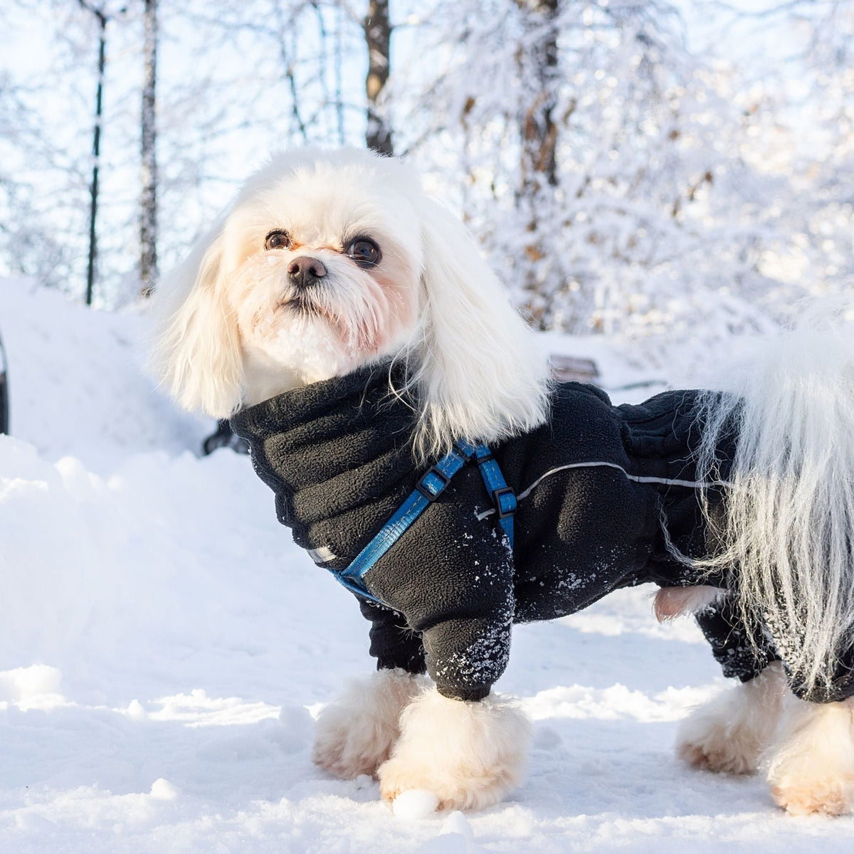 Image showcasing Winter Dog Care Guide And Essential Winter Dog Grooming Tips - Masterclip