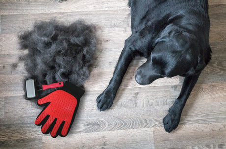 Dealing with your dog’s Springtime moult - Masterclip