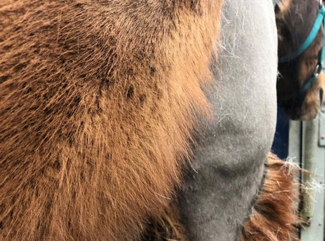 Partially clipped horse showing long dense winter coat and short, sleek clipped coat