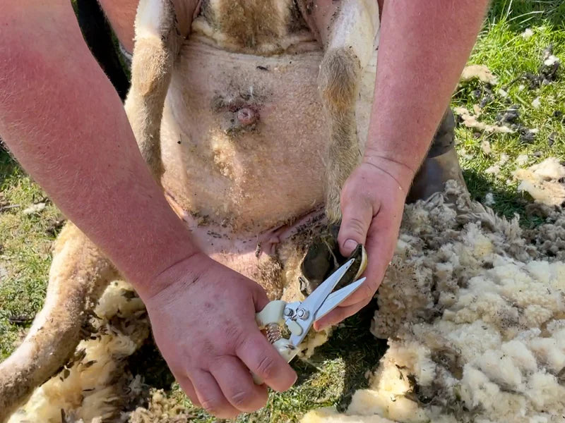 Farmer trimming sheep's hooves with sharp hand shears