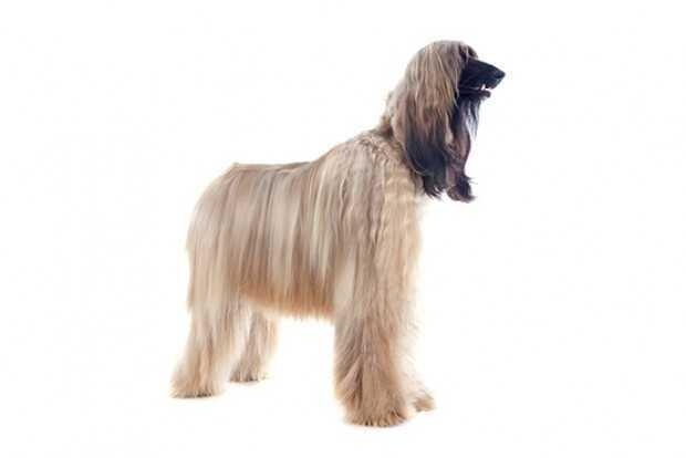 can a afghan hound and a american bulldog be friends