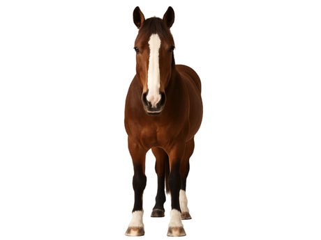 Ex Demo Horse Clippers - Masterclip
