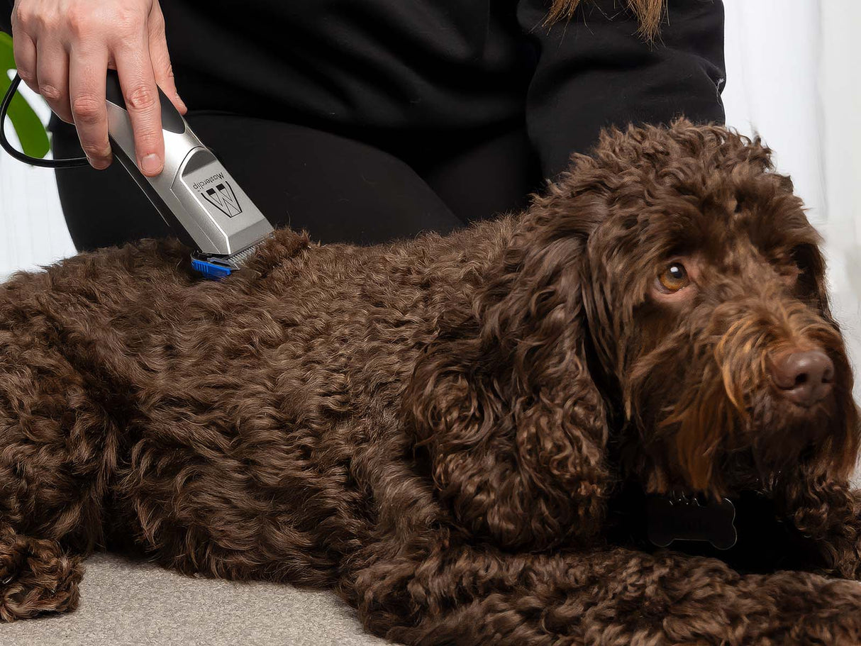 Spoodle Dog Clipper Set - Mains