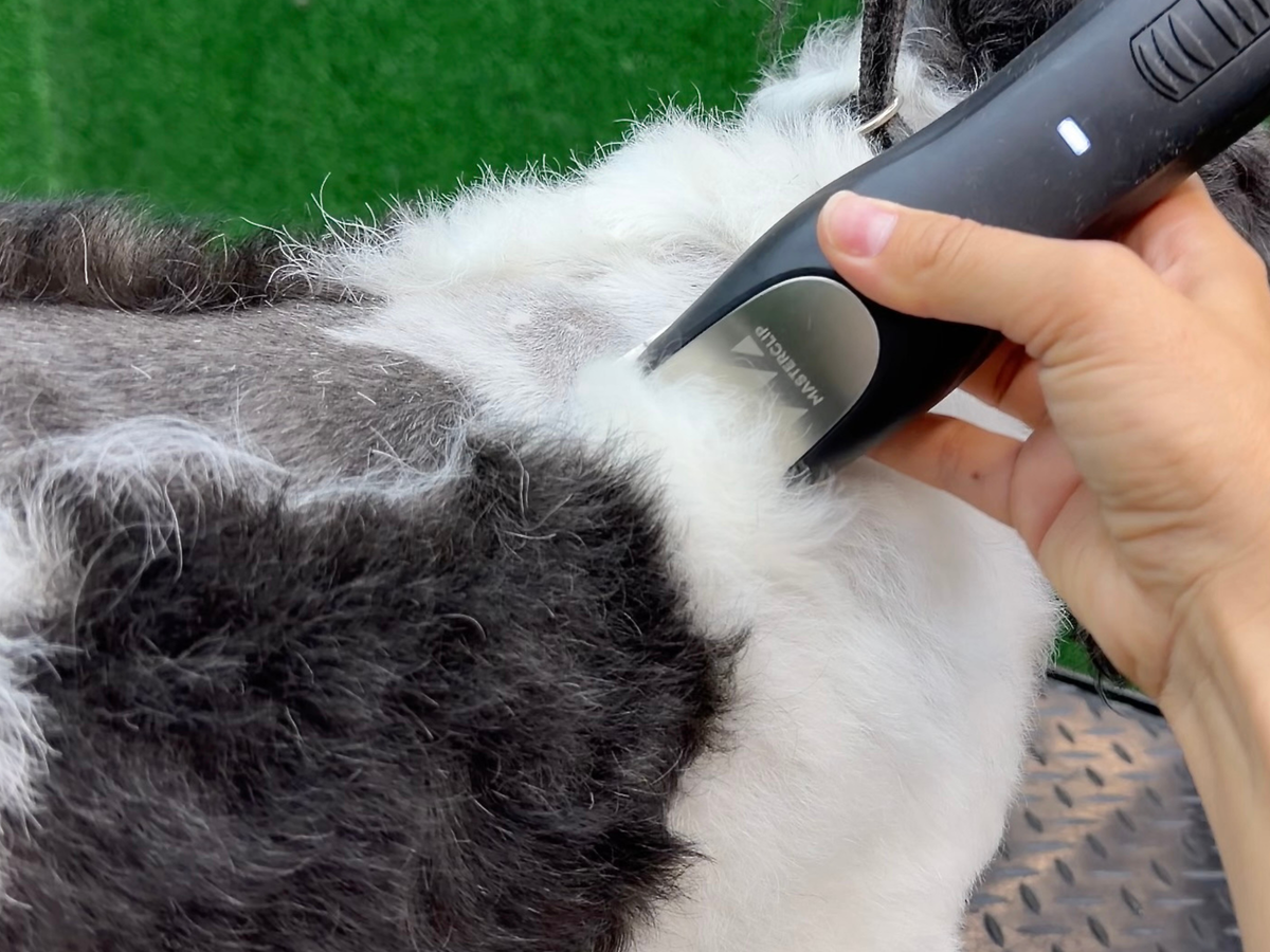 Havanese Dog Clipper Set - Cordless PRO