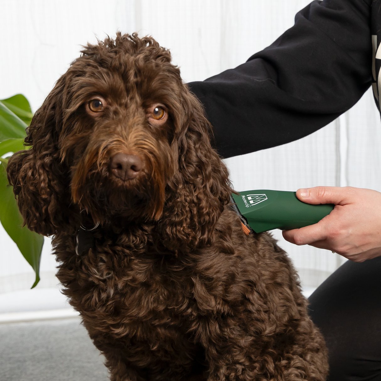 Professional Cordless Groomer Starter Pack - MD Roamer Clipper & 10 Blade with 4 Metal Comb Guides & Showmate II Trimmer, Slicker Brush and Pack of 4 Scissors. FREE Comb & Andis Cool Care