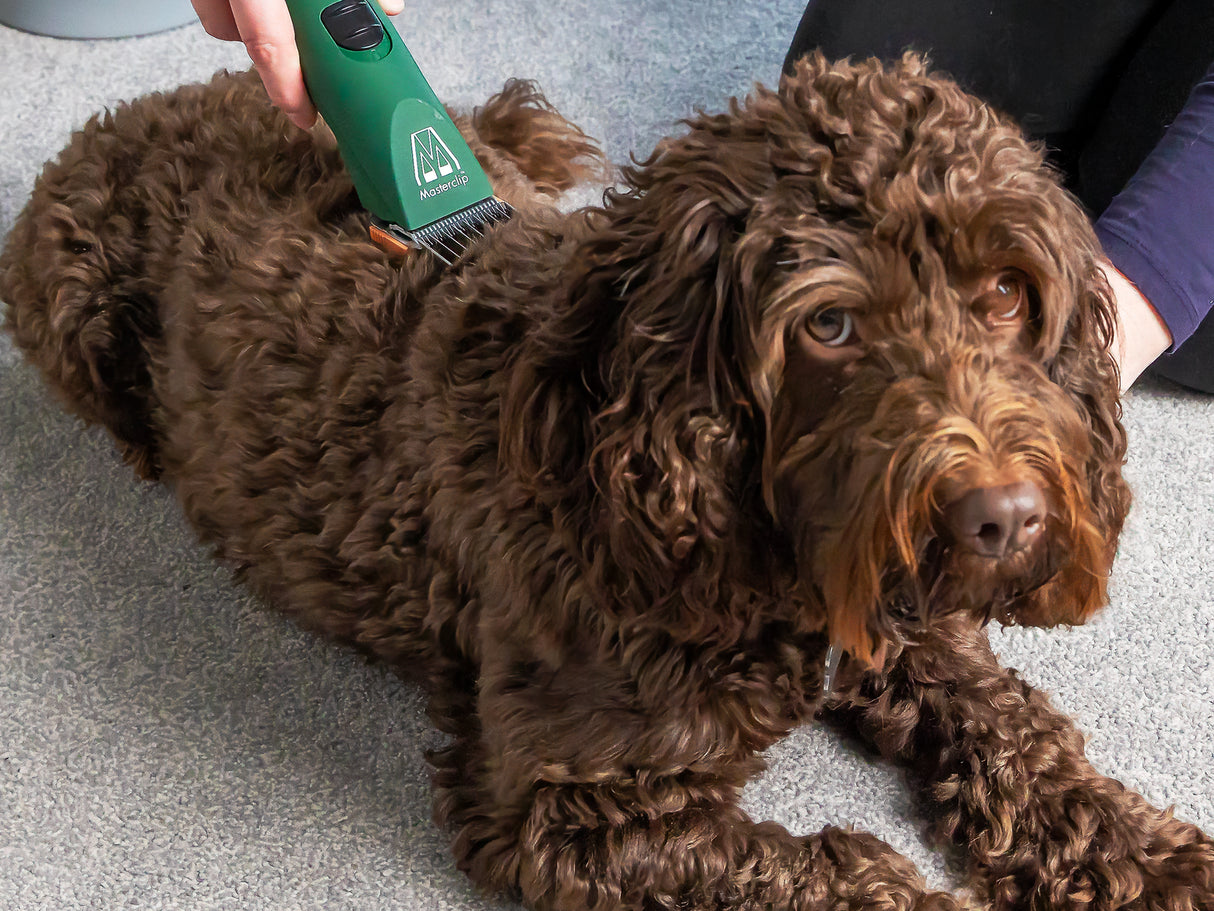 American Water Spaniel Dog Clipper Set - Cordless