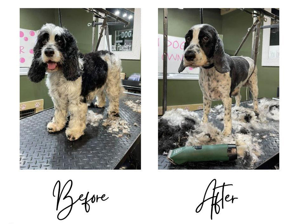 Springer Spaniel Dog Clipper Set - Cordless