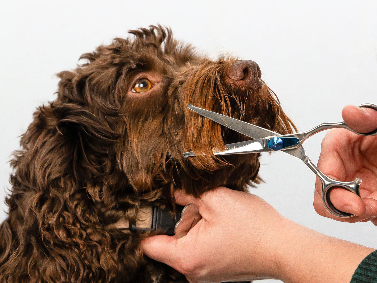 Cockapoo ESSENTIAL Scissor Pack - Safety Bull Nose & Thinning Scissor Combo