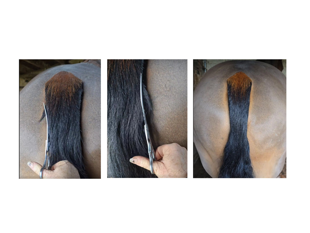 Curved Scissors - Ideal for Tails