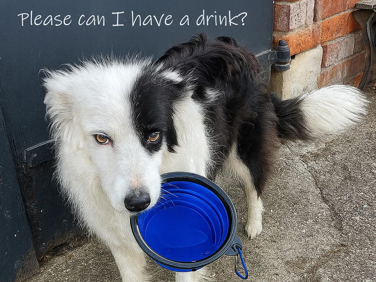 Collapsible Folding Travel Water Bowl with Carabiner Clip - Blue