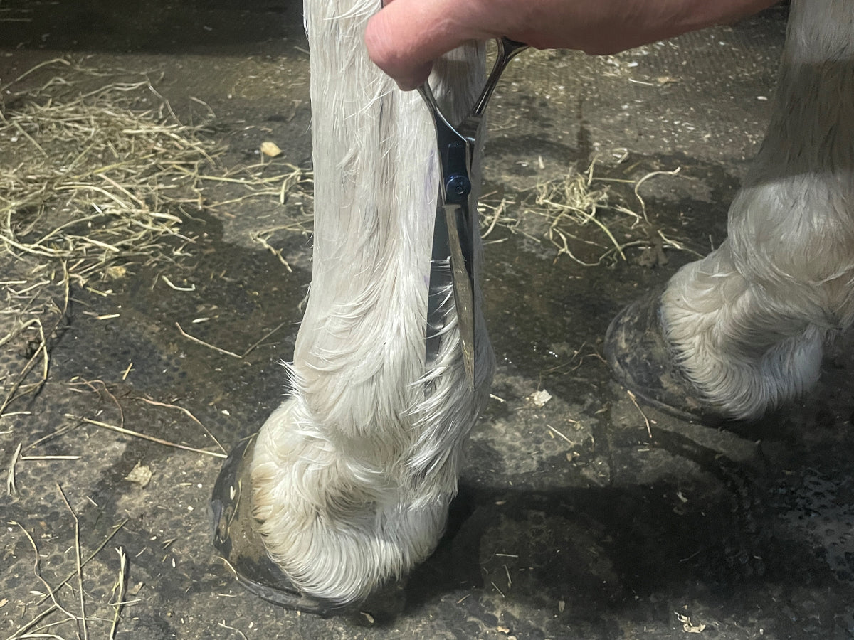 Finishing Scissors - Ideal for Legs & All Show Prep