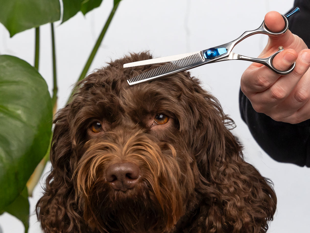 ESSENTIALS - Set of 4 Dog Grooming Scissors with FREE storage wallet | Right Handed