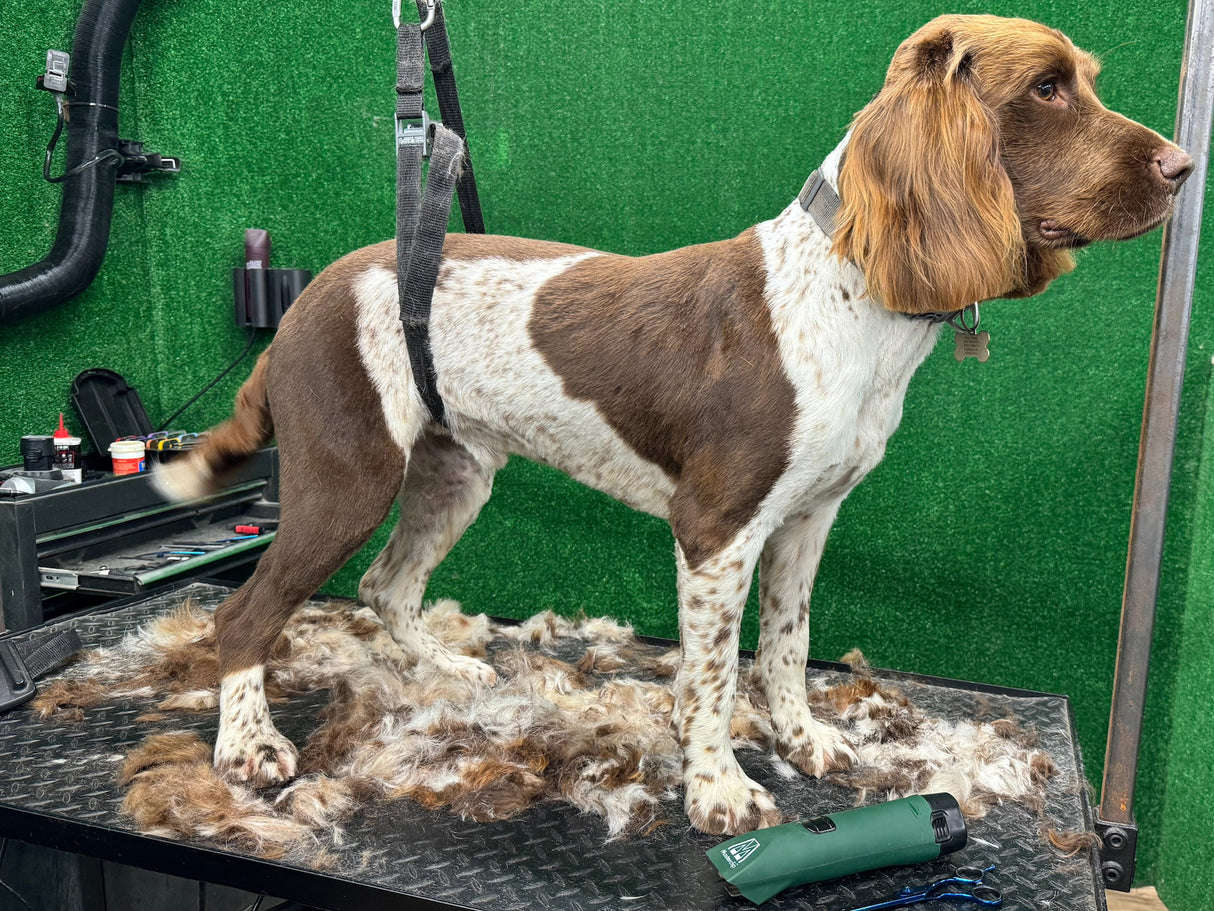 American Water Spaniel Dog Clipper Set - Cordless