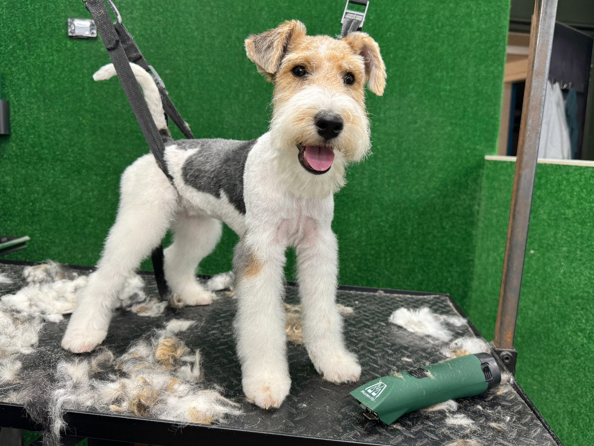 Fox Terrier Dog Clipper Set - Cordless