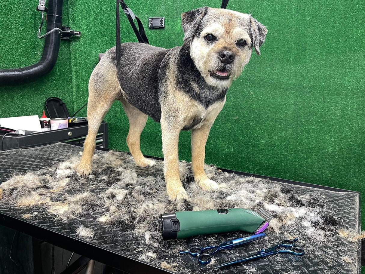 Border Terrier Dog Clipper Set - Cordless