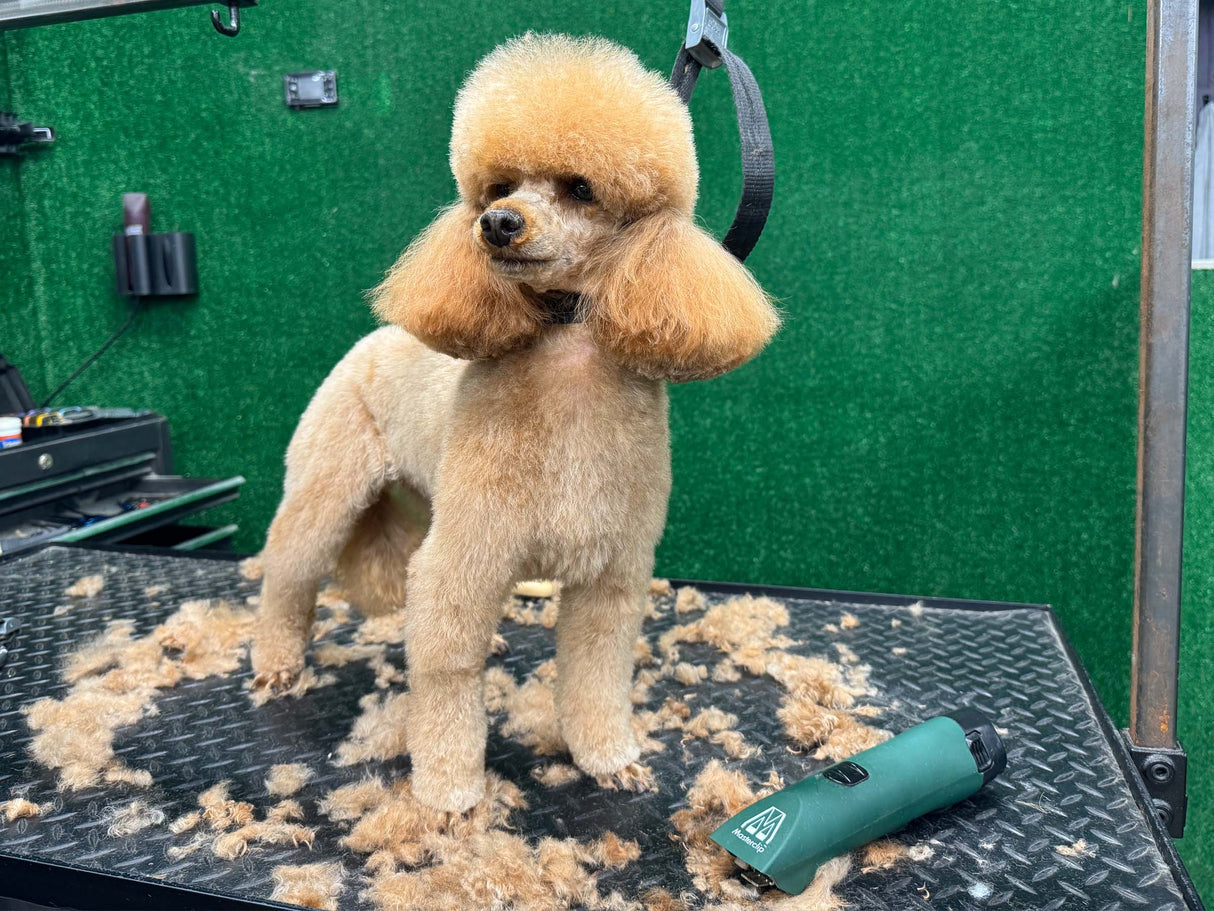 Poodle Dog Clipper Set - Cordless