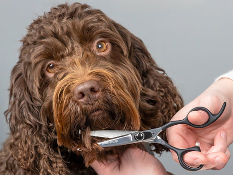 ONYX - 6” Premium Bull Nose Dog Grooming Scissors Shears | Right Handed