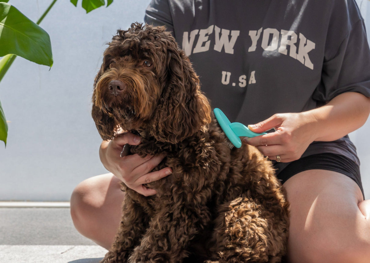 Masterclip super slicker brush brushing a curly cockapoo coat - action shot