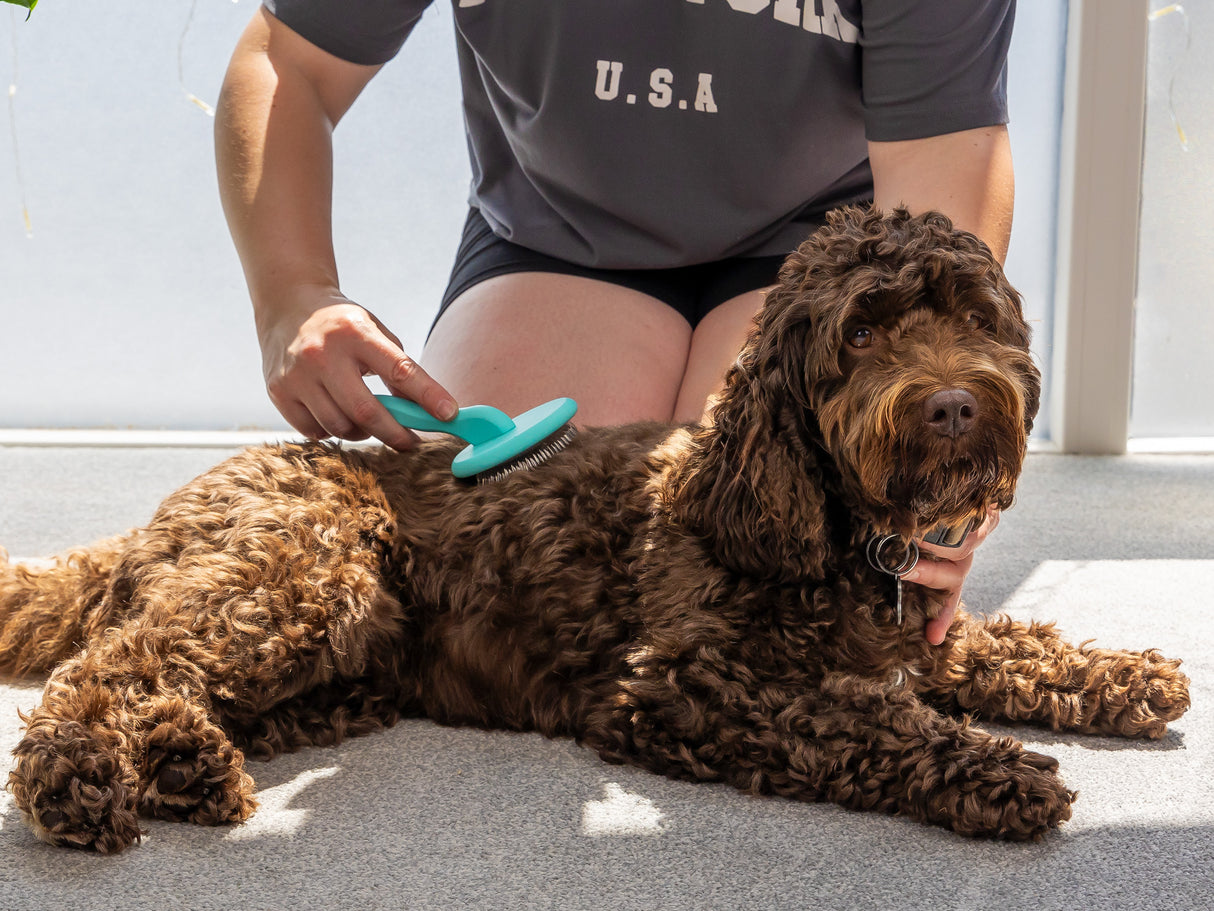 Masterclip super slicker brushing along the back of a labradoodle- action photo
