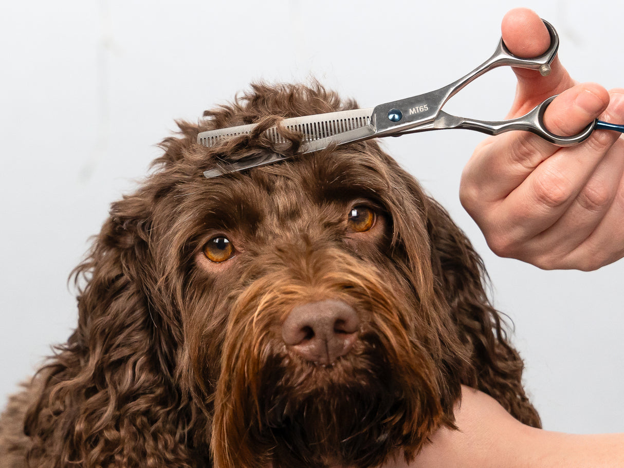 Cockapoo ESSENTIAL Scissor Pack - Safety Bull Nose & Thinning Scissor Combo
