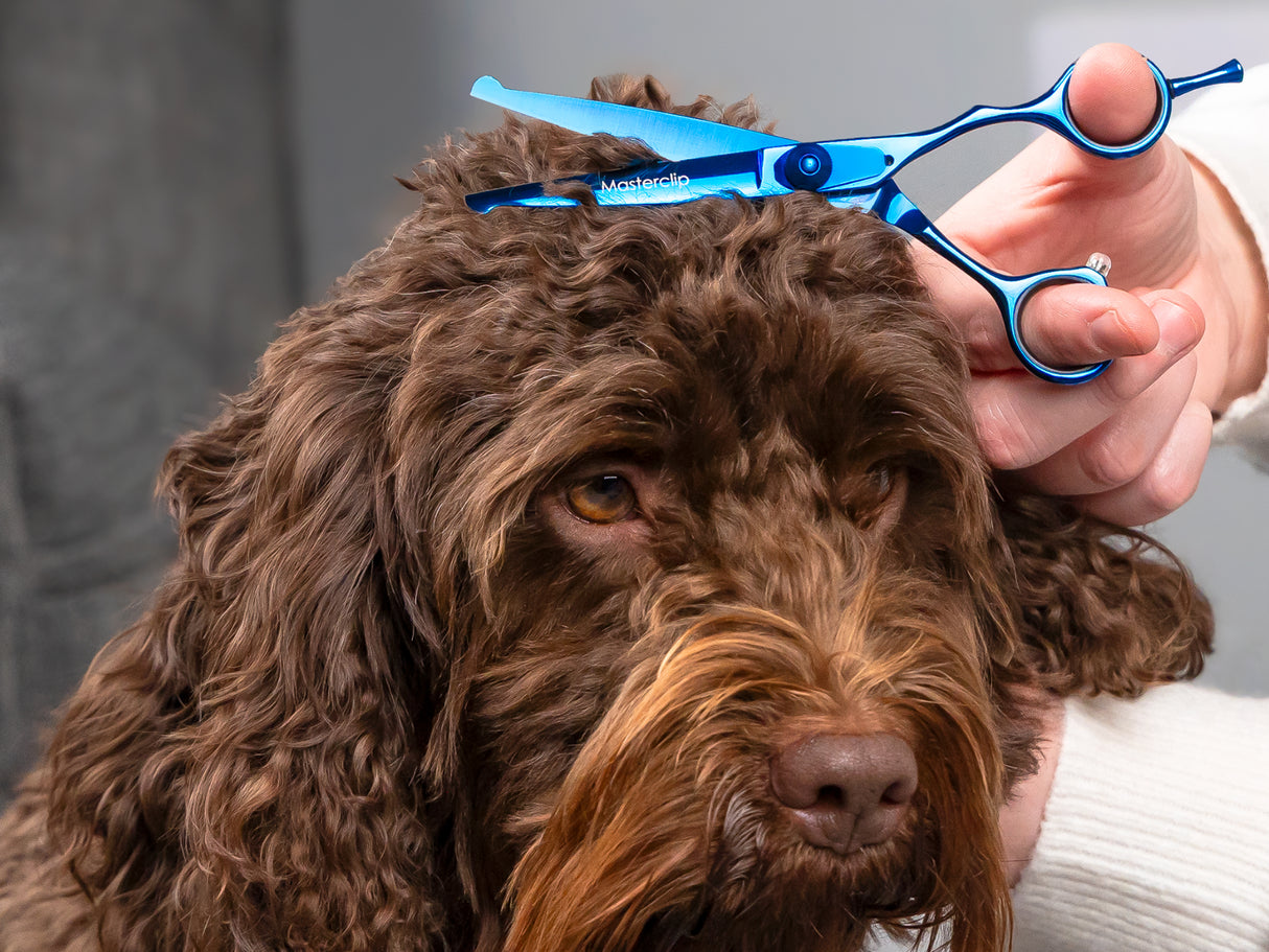 TOPAZ - 6” Premium Bull Nose High Gloss Blue Dog Grooming Scissors Shears | Right Handed