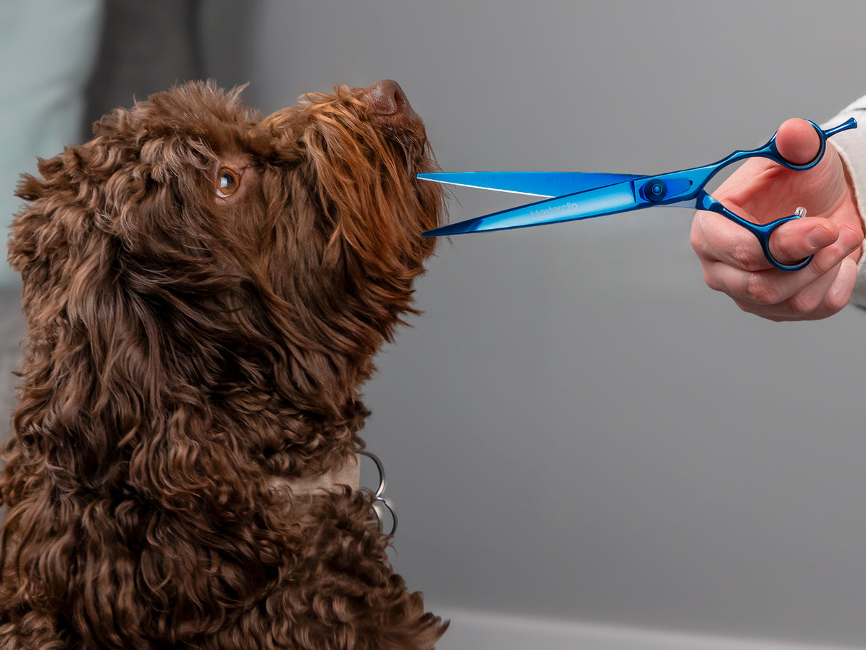 TOPAZ - 7.5” Premium High Gloss Blue Finishing Dog Grooming Scissors Shears | Right Handed
