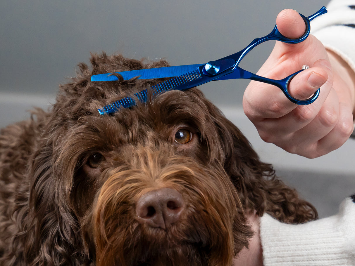 TOPAZ - 6.5” Premium High Gloss Blue Thinning Dog Grooming Scissors Shears | Right Handed
