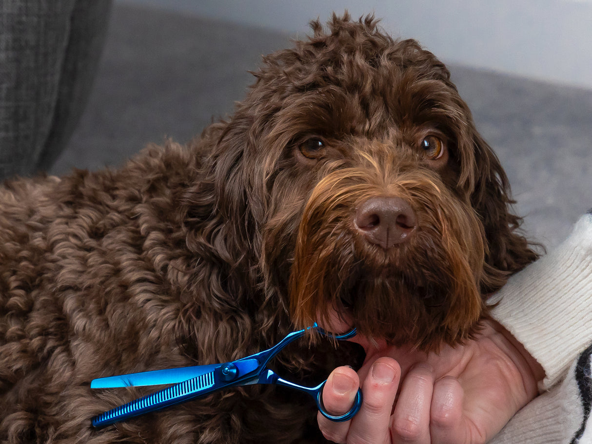 TOPAZ - Set of 4 Dog Grooming Scissors with FREE storage wallet | Right Handed