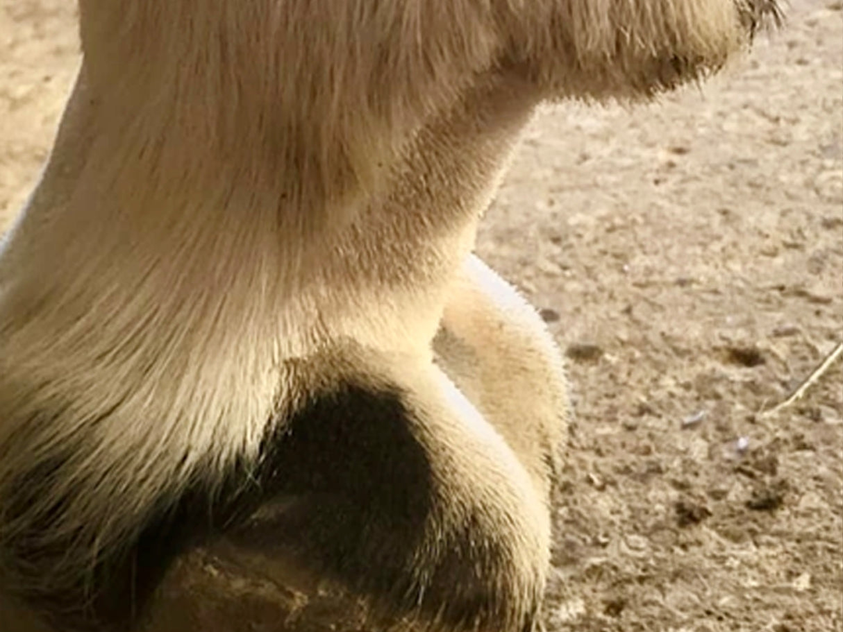 Pink Cordless Veterinary Showmate II Trimmer