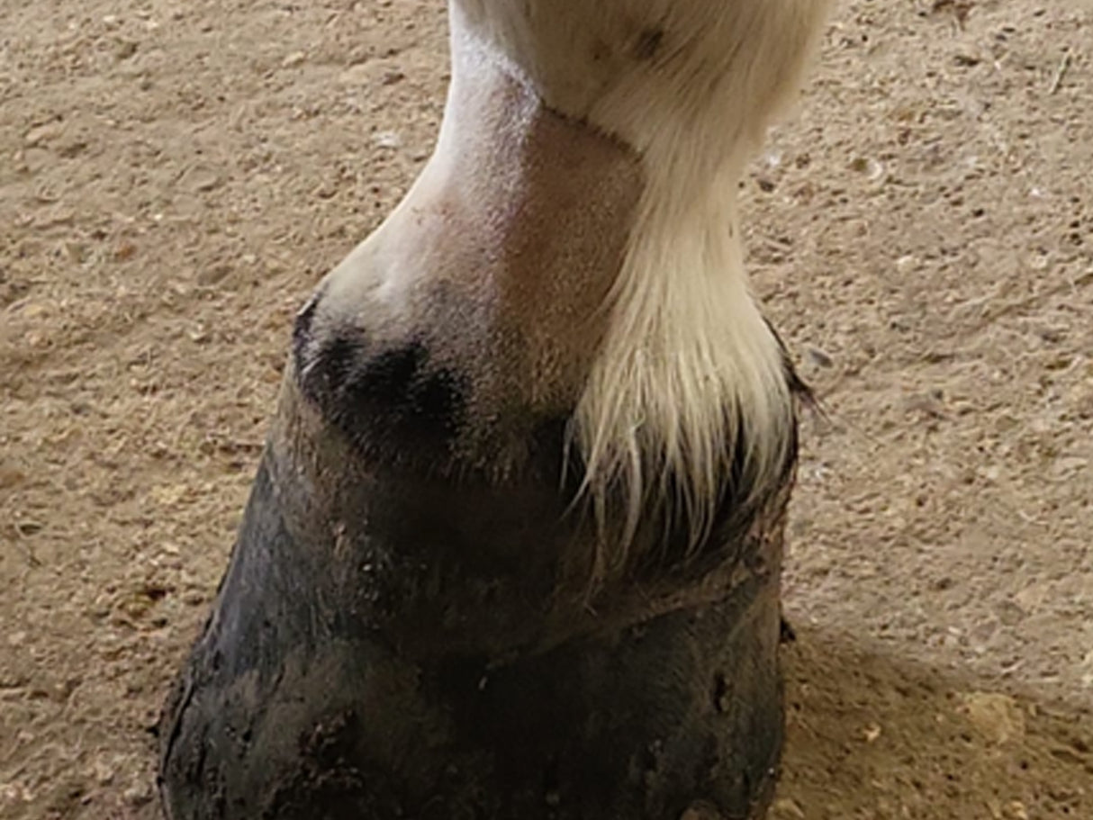 Blue Cordless Veterinary Showmate II Trimmer