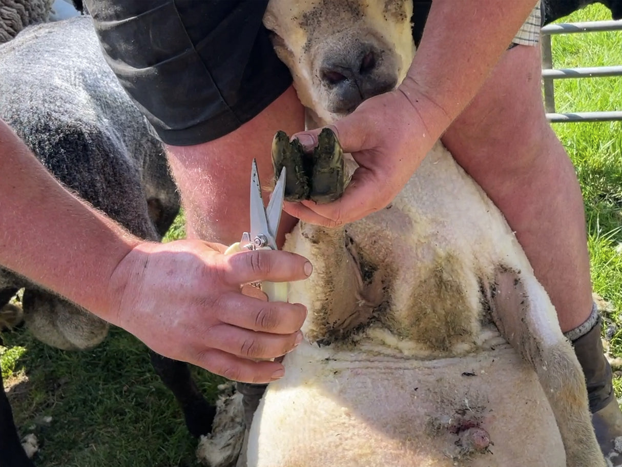 Super Sharp Foot Rot Shears
