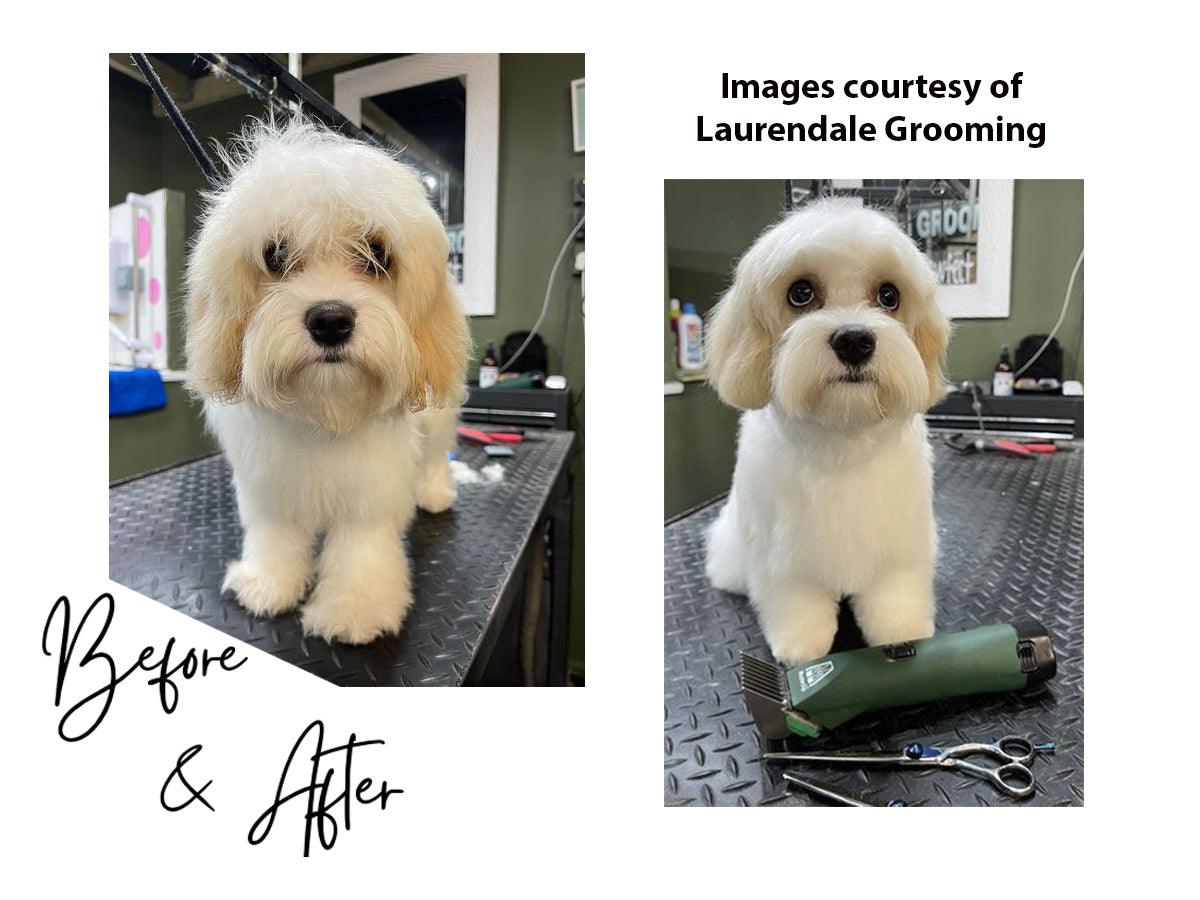 Cavachon Dog Clipper Set - Cordless - Masterclip