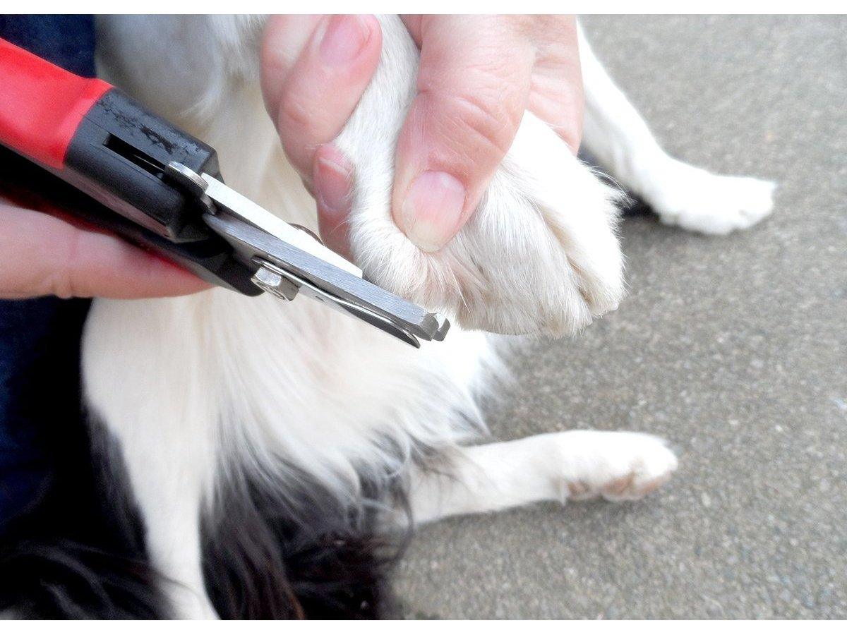 Large Nail Clippers-Masterclip