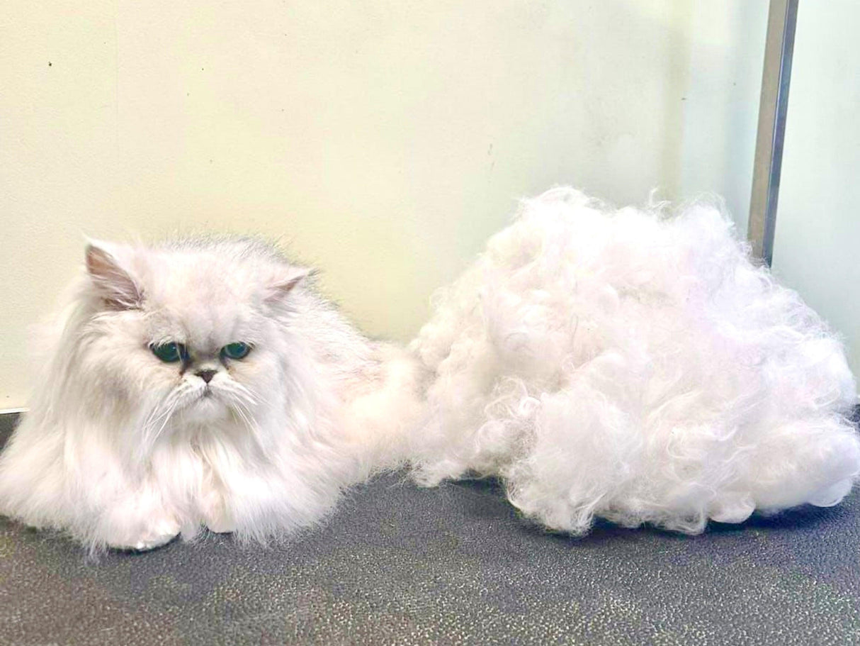 Essential | Blue Cordless Home Grooming Cat Clipper Set - Masterclip