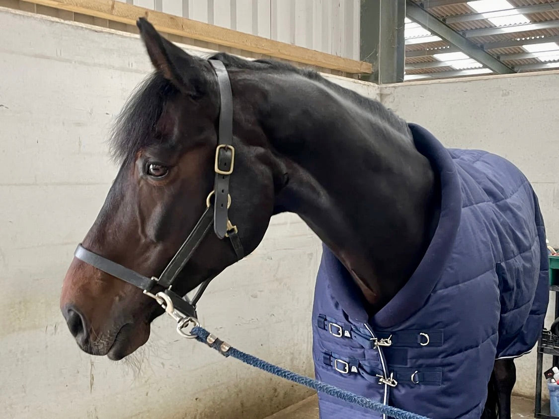 EX DEMO Masterclip 200G Stable Rug with Padded Neck – Cosy Winter Comfort 6ft 9