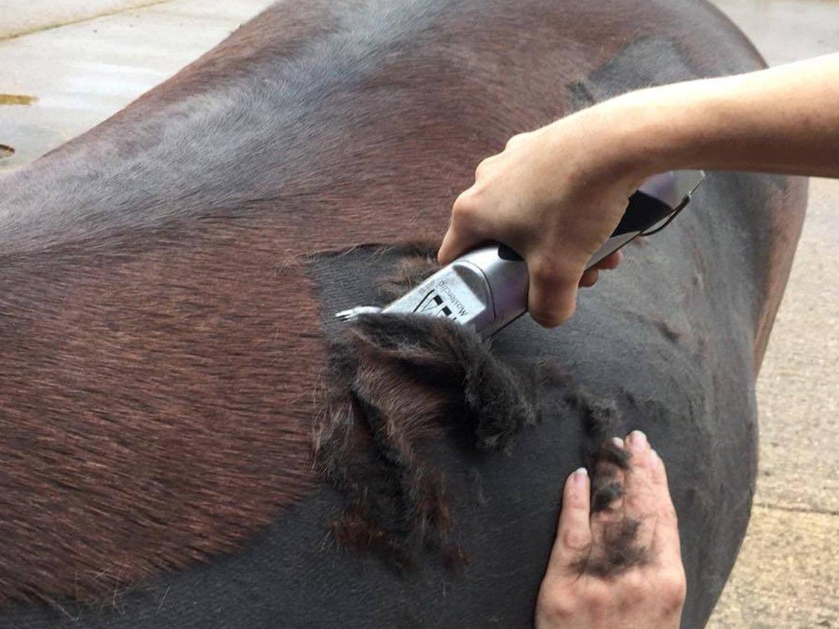 Royale with 1 Superfine Cut Blade-Masterclip