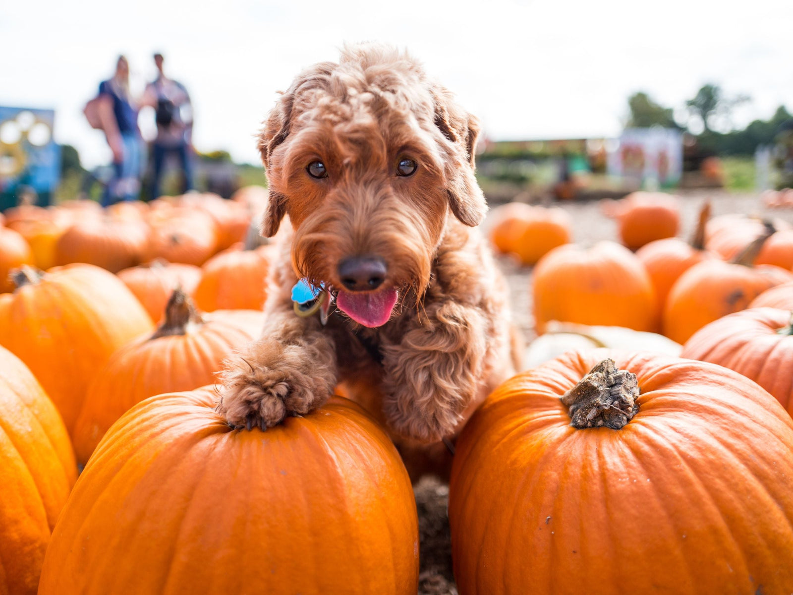 A doodle dog in a field of pumpkins