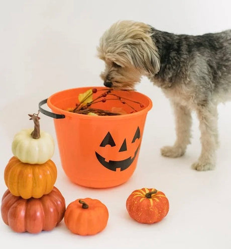 How to enjoy a safe and fun Halloween with your pet or horse