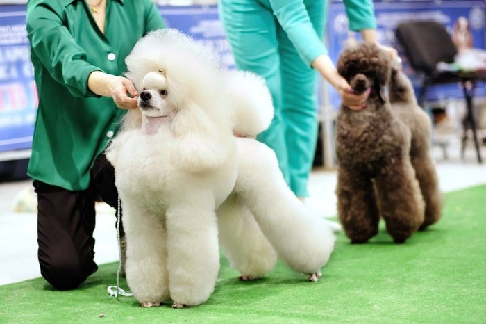 Two beautifully groomed standard poodles standing in line for the judge at a dog show