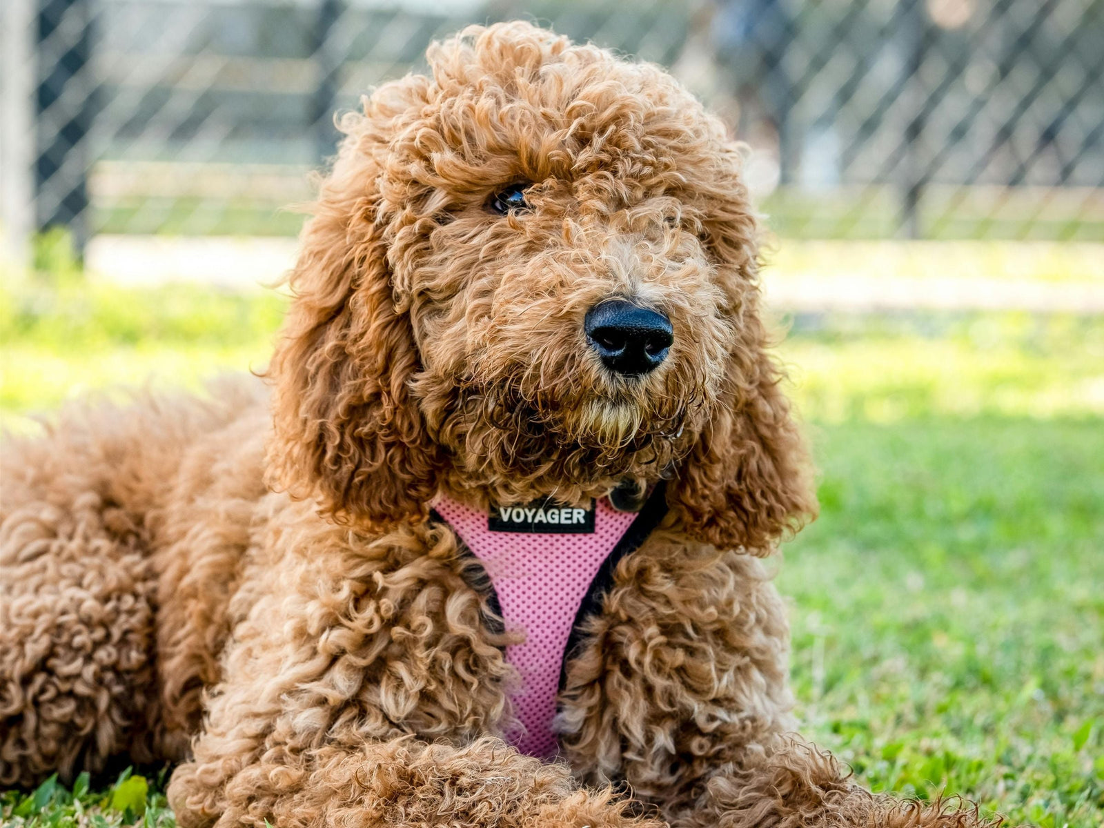 A cute brown cockapoo wearing a pink harness laying on grass