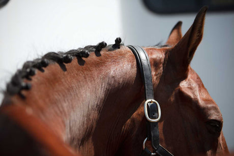 A close up photo of a bay horse's neck and ears, wearing a smart leather head collar and neatly plaited mane 