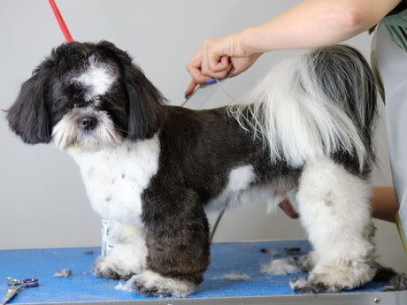 How To Groom A Shih Tzu At Home: Essential Tips And Tools