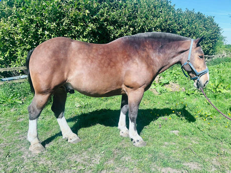 A bay heavyweight cob fully clipped with hogged mane and clipper feathers standing in the sun in a grassy paddock