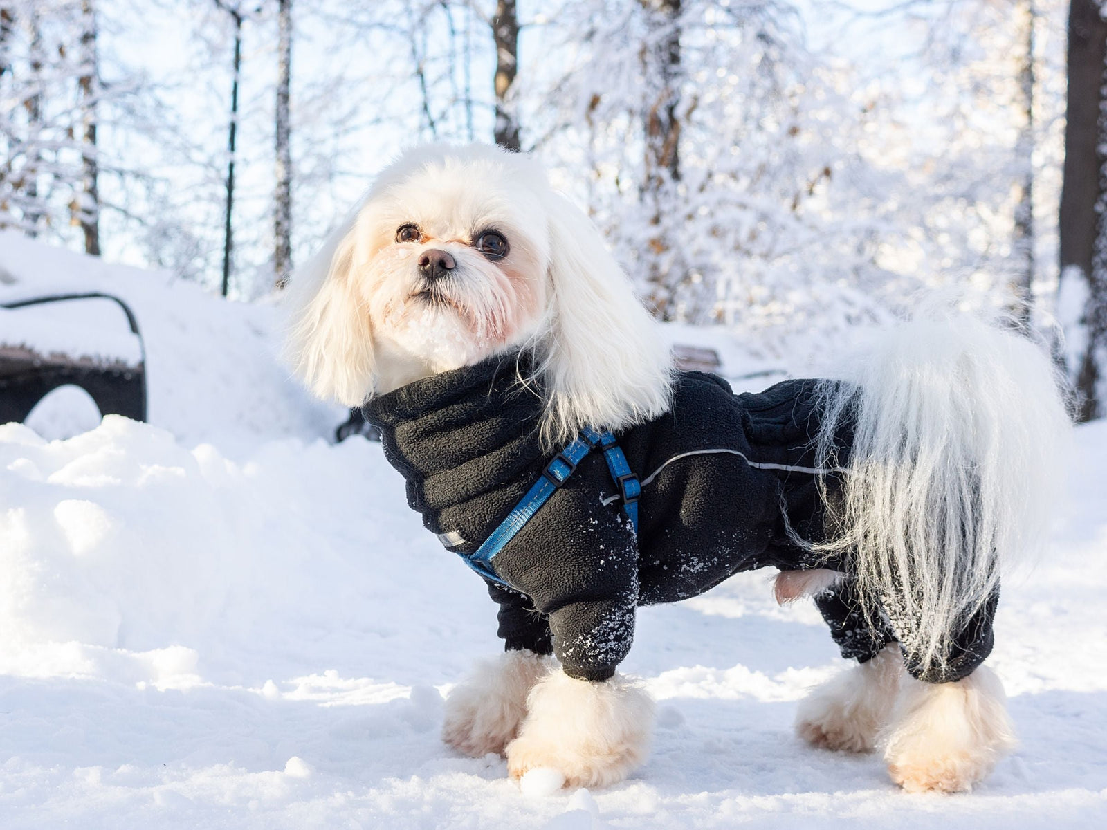 A cute white dog wearing a cosy fleece dog coat in the snow