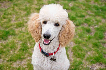 A cute white standard poodle with  light brown ears wearing a red collar