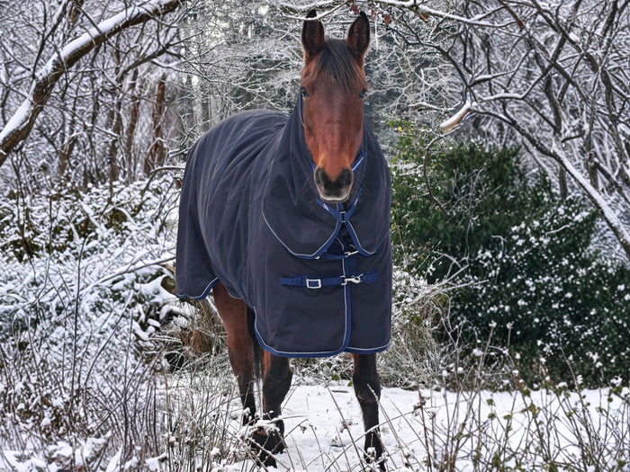 Standardbred bay horse Billy in the snow in the Masterclip turnout rug