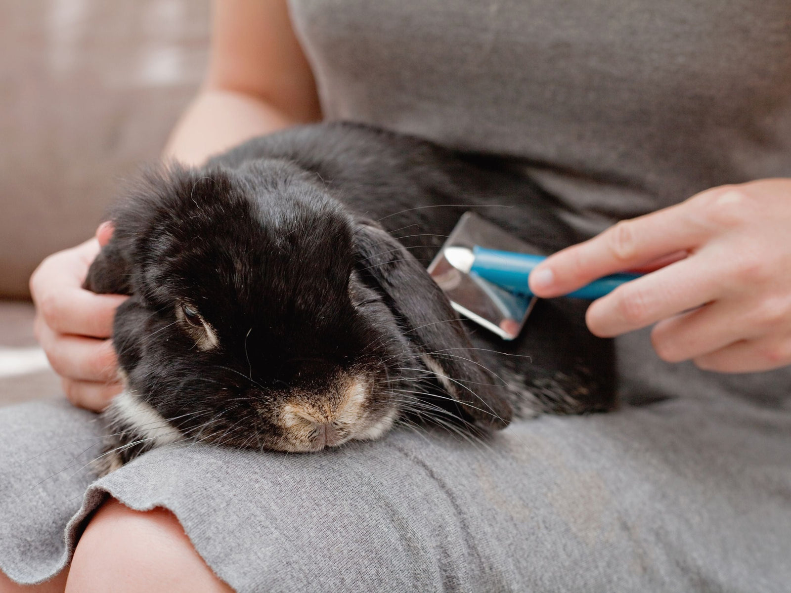 A black lop earned rabbit relaxing whilst being brushed on a lady's lap