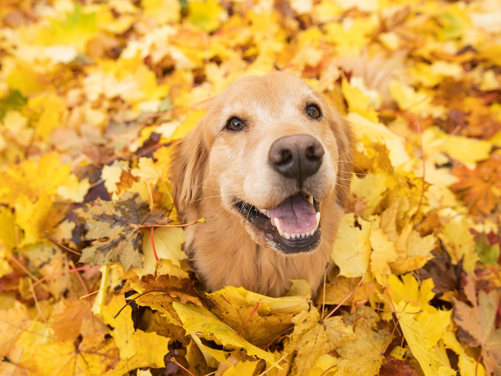 A golden retriever looking out from a pile of golden leaves