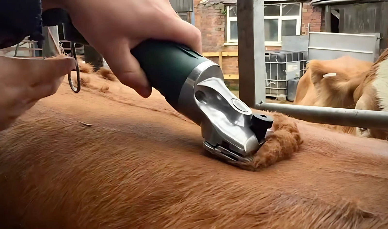 The Hunter cattle clipper clipping along the back of a cow